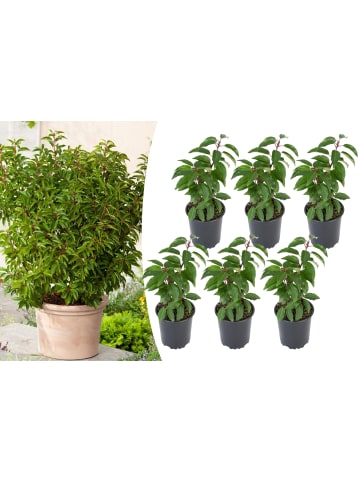 GARDENZO 6er-Set: Prunus lusitanica 'Angustifolia'