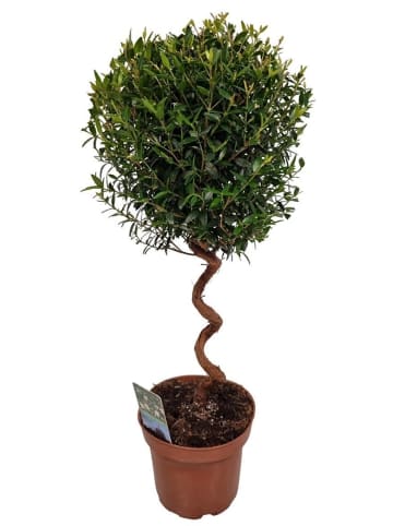 MeinVIPShop Echte Myrte Myrtus 45cm XXL