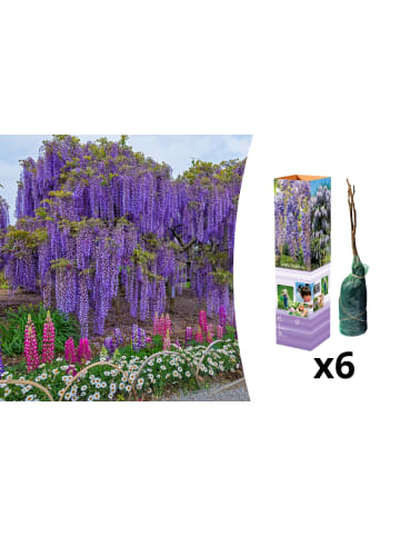 GARDENZO 6er-Set: Blaue Regenpflanzen in Lila