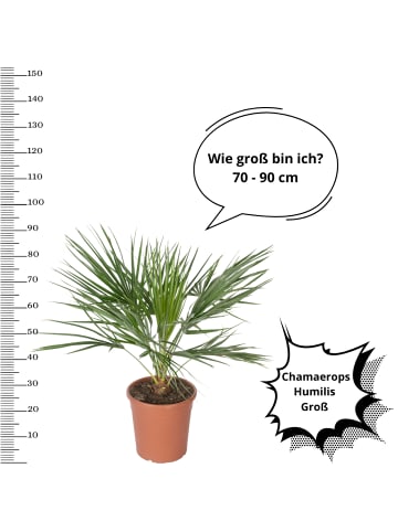 OH2 Chamaerops humilis Groß in Grün