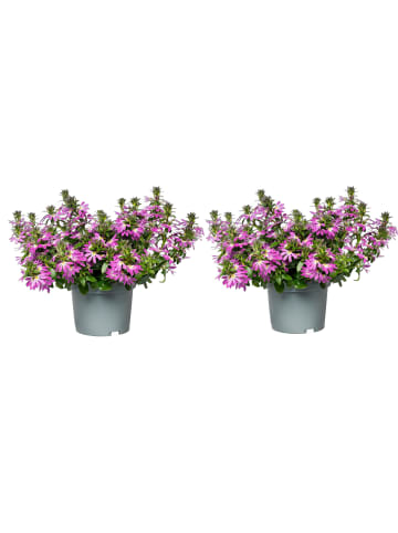 MeinVIPShop Fächerblume Scaevola aemula Pink 2er Set 
