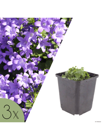 NatureNest 3er-Set: Campanula portenschlagiana Bodendecker in Violett