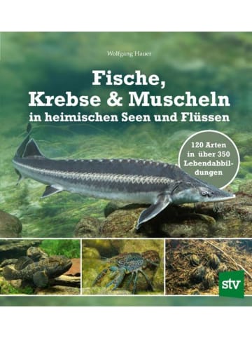 Leopold Stocker Verlag Fische, Krebse & Muscheln in heimischen Seen und Flüssen | 120 Arten in über...