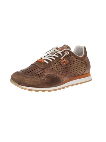 Cetti Sneaker low C-848 EXP V25 in Braun