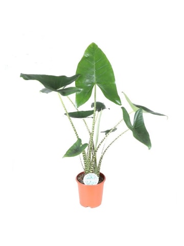 MeinVIPShop Pfeilblatt Alocasia zebrina 90cm XXL Zimmerpflanze
