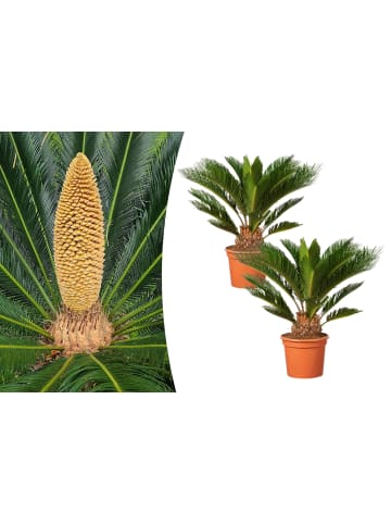 GARDENZO 2er-Set: Japanische Cycas-Palme