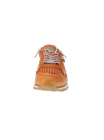 Cetti Sneaker low C-848 SRA EXP V25 in Orange