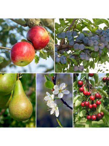 GARDENZO 10er-Set: Obstbäume in Bunt