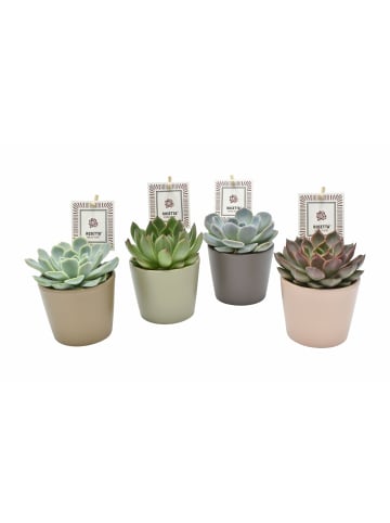 MeinVIPShop Sujulente Echeveria 4er Set mit Übertopf