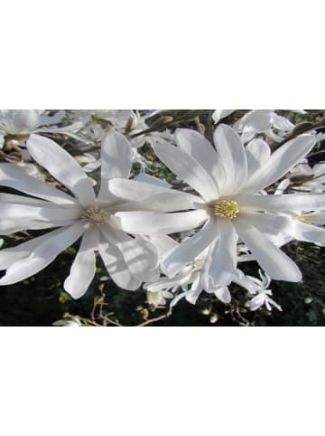 GARDENZO 6er-Set: Magnolien Stellata in Weiß