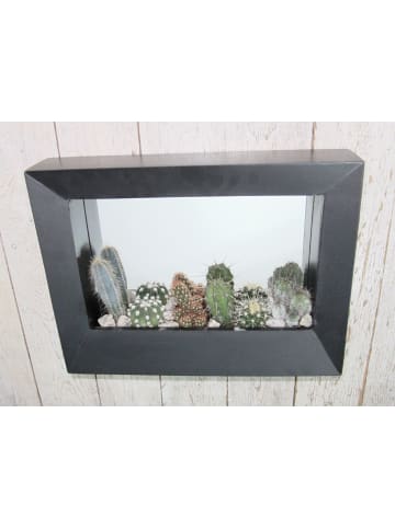 MeinVIPShop Kakteen Arrangement 38cm im Rahmen schwarz