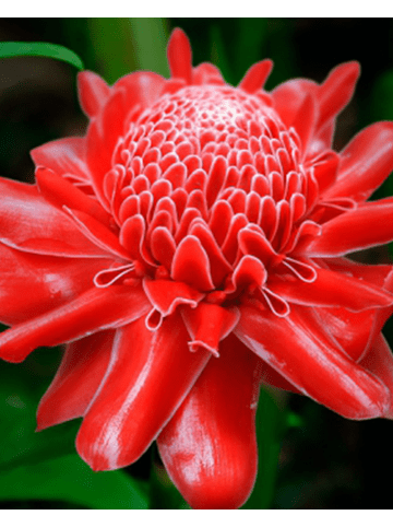 Yodeyma Eau de Parfum Temis 50 ml