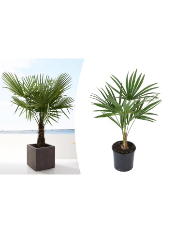 OH2 Trachycarpus fortunei Mittel in Grün