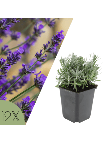 NatureNest 12 Lavandula angustifolia Hidcote Pflanzen in Lila Topf 9 cm Höhe 15 cm