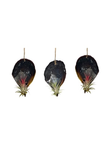 exotic living 3er Set schwarze Muschelschale mit Tillansia