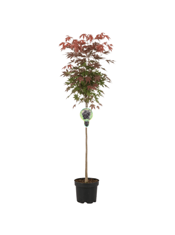 NatureNest 1 Acer pseudoplatanus Brilliantissimum Ahornbaum in Grün Topf 21 cm Höhe 100 cm Stamm 80 cm