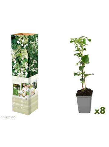 GARDENZO 8er-Set: Kletterhortensie in Weiß