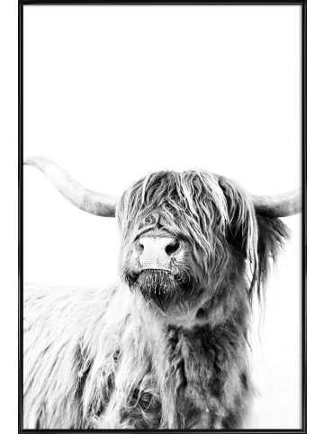 Juniqe Poster in Kunststoffrahmen "Highland Cattle Frida 2" in Grau & Weiß