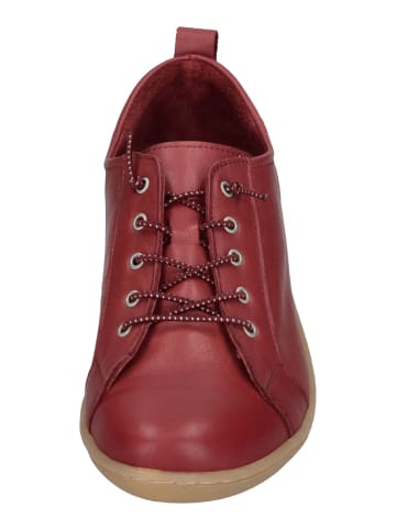 Andrea Conti Sneaker Low 0344578-024 in rot