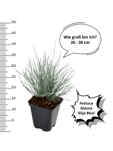 OH2 4er-Set: Festuca Glauca Elijah Blue in Blau