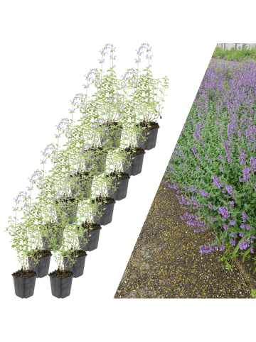 NatureNest 12 Katzenminze pflanzen  Nepeta 'Walker's Low'  