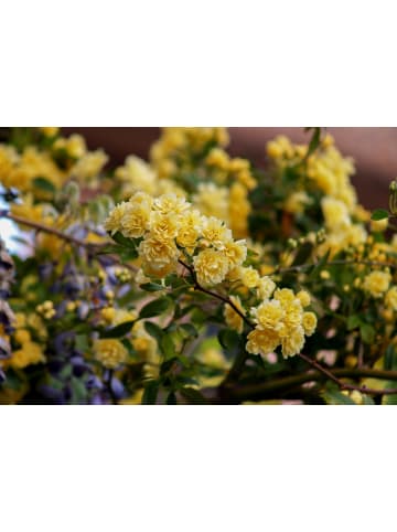 GARDENZO 4er-Set: Rosen Kletterrosen in Bunt