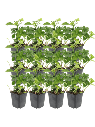 NatureNest 12 Pachysandra terminalis Pflanzen in Grün Topf 9 cm Höhe 15 cm