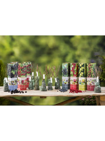 GARDENZO 8er-Set: Obstpflanzen in Bunt