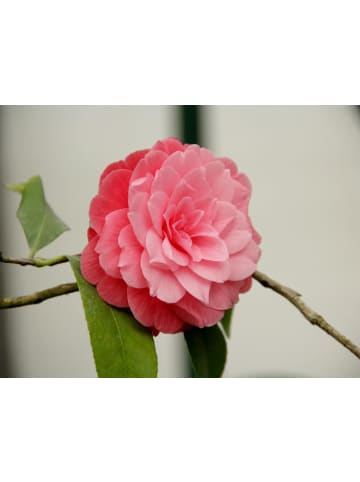 GARDENZO 2er-Set: Kamelienstrauch Japanische Rose" XL