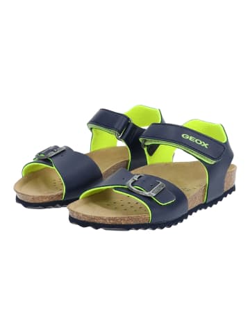 Geox Sandalen in Navy/Lime