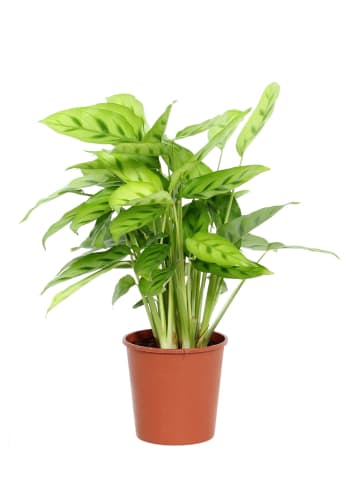 MeinVIPShop Calathea leopardina 40cm Zimmerpflanze