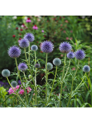 NatureNest 3er: Set Echinops ritro Pflanzen in Blau