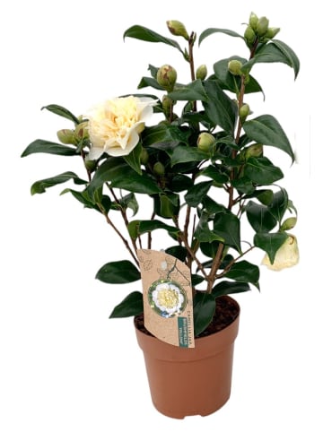 MeinVIPShop Kamelie gelb 40 cm