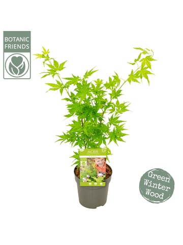 NatureNest 3er: Set Acer palmatum Going Green Ahornpflanze in Grün