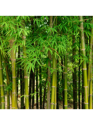 NatureNest 6er: Set Bambuspflanzen Fargesia Rufa in Grün