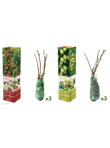 GARDENZO 6er-Set: Stachelbeeren in Bunt