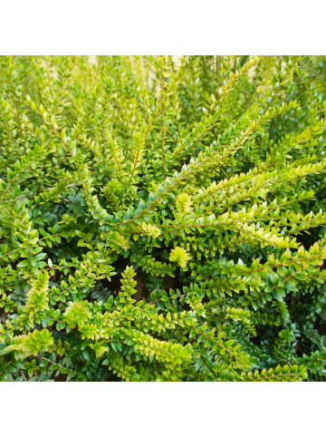 NatureNest 12er: Set Lonicera nitida Maigrün Pflanzen in Grün