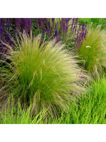NatureNest 12er: Set Stipa tenuissima Ponytails Pflanzen in Grün
