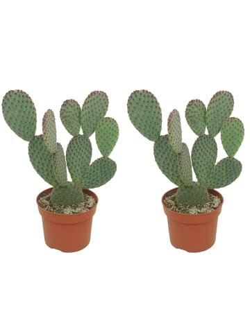 MeinVIPShop Kaktus Opuntia microdasys 15cm 2er Set 