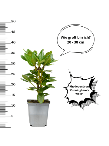 OH2 6er-Set: Rhododendron 'Cunningham's in Weiß