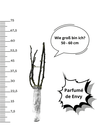 OH2 4er-Set: Duftende großblumige Gartenrosen in Gelb