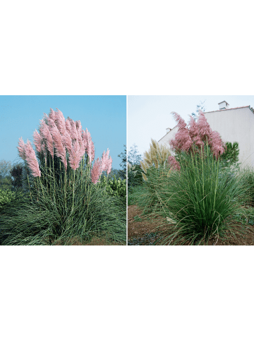 GARDENZO 6er-Set: Pampasgras in Rosa