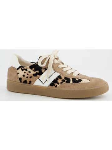 Paul Green Schnürschuh in Leo Suede