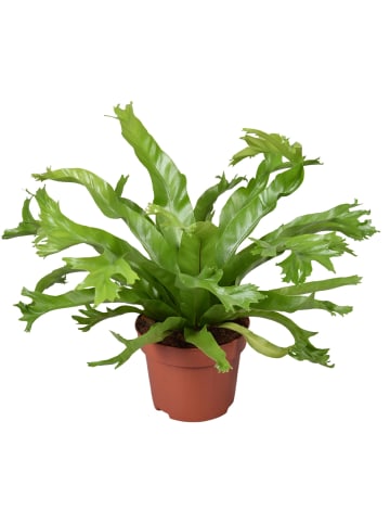 MeinVIPShop Wellenfarn Asplenium 30cm Zimmerpflanze