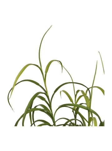 ebuy24 Grün 36 x 36 cm