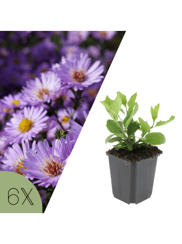 NatureNest 6er: Set Aster ageratoides Asran Pflanzen in Lila