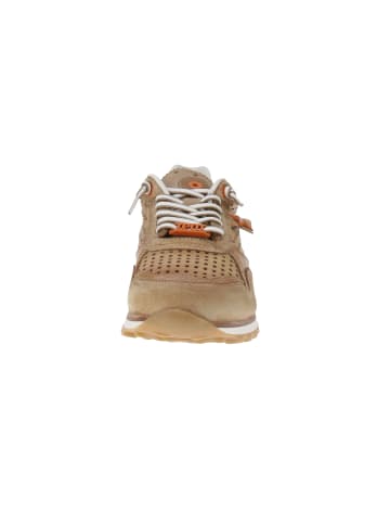 Cetti Sneaker low C-848 EXP V25 in Braun
