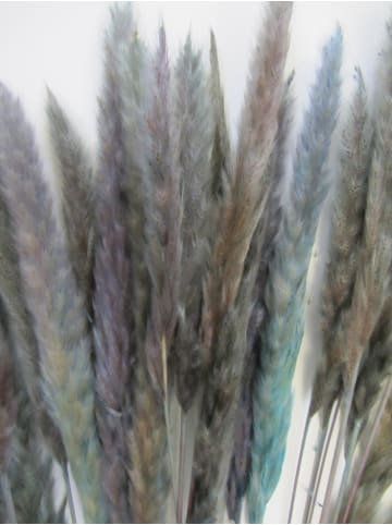 MeinVIPShop Fluffiges Pampasgras 20er light blue Trockenblumen 