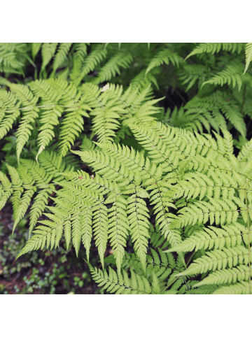 NatureNest 3er-Set: Dryopteris filix-mas Farn winterhart in Grün