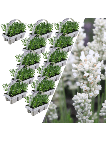 NatureNest 72 weisse Lavendelpflanzen Edelweiss